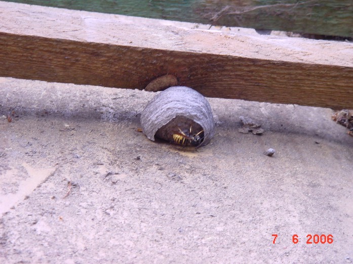 Wespen_Steildach_II_DSC00047